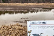 The large pond at the Ducks Unlimited site on Miner's Marsh in Kentville saw its water level drop drastically over the past couple of years. Ducks Unlimited said the climate change-driven water loss will hopefully be reversed over the next year. - Ian Fairclough