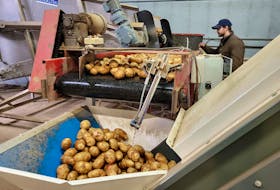 Robin Steijn, a potato farmer based in York, P.E.I., stands looks over machinery at Steijn Potato Farms. - Logan MacLean • The Guardian