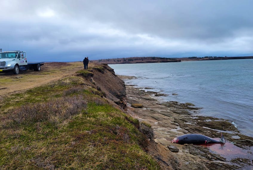 Dave Shaheen and Hugie Smith look over a cliff in Florence at the Cuvier's beaked whale before beginning the removal of the animal on Dec. 7. CONTRIBUTED/LAURA BROPHY