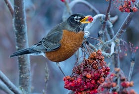Winter robins are gorging on dogberries across the province.

 