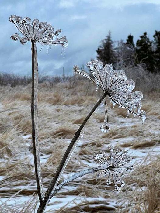 For those of you expecting flowers today, we hope they are not as frosty as these ones. Judith Brennan sent in this photo of some ice-caked flowers while on a walk around Florence, Cape Breton. Judith aptly titled this photo, ‘Mother Nature’s finest jewels’ and we couldn’t agree more. The freezing rain only added to their delicate beauty. Thank you for sending this, Judith.