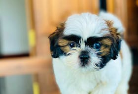 Puppy scams appear to be on the rise in recent years, according to some familiar with the industry, and are getting more complex.