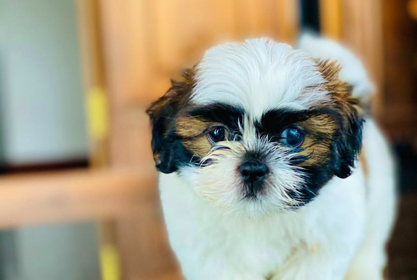 Puppy scams appear to be on the rise in recent years, according to some familiar with the industry, and are getting more complex.