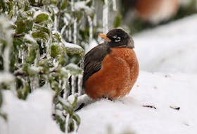A robin sheltering during a recent ice storm in Antigonish, N.S. - Catharine MacDonald