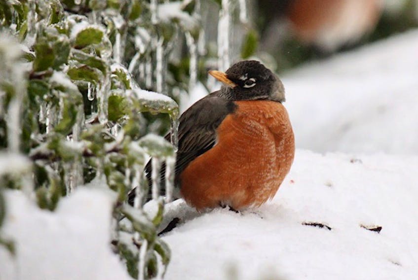 A robin sheltering during a recent ice storm in Antigonish, N.S. - Catharine MacDonald