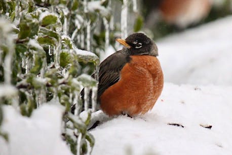 ASK ALLISTER: Are robins in February a sign of spring?