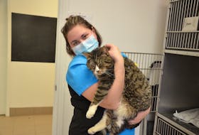 Kings County SPCA animal care attendant and registered vet tech Keisha Levy with Rufus the cat, an adult male that was available for adoption on Feb. 3. KIRK STARRATT