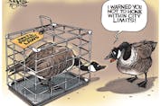  Anti-protest laws restrict honking by Canadian geese. (Cartoon by Malcolm Mayes)