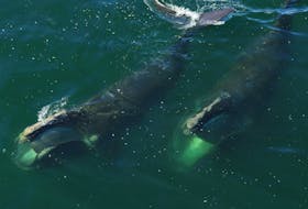 Two North Atlantic right whales skim feed in Cape Cod in Last of the Right Whales, a new documentary screening Sunday and Monday at Park Lane Cinemas.