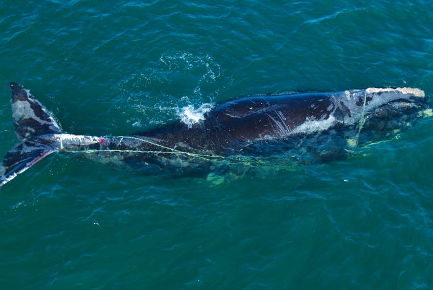 A 5-year-old male North Atlantic right whale is entangled in rope with visible wounds in the Gulf of St. Lawrence in Last of the Right Whales, a new documentary about the dangers human interaction pose to the sea mammal’s critically endangered population.