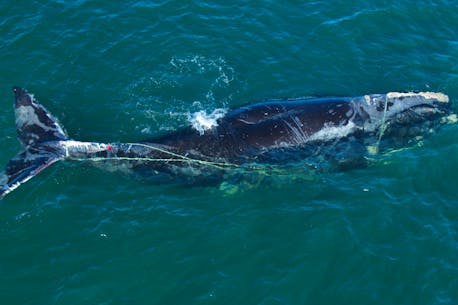 Entangled North Atlantic right whale spotted off New Brunswick