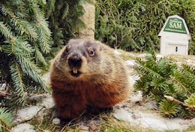 Shubenacadie Sam gets up close and personal with the camera at the Shubenacadie Wildlife Park on Thursday, Jan. 27, 2022.