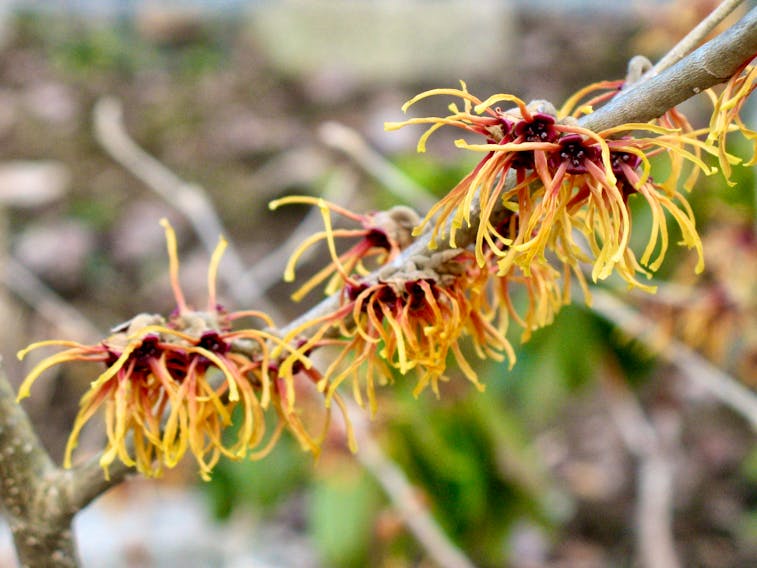 The flowers of witch hazel may look delicate, but this is a robust plant that adds welcome colour and fragrance just as winter comes to a close. 