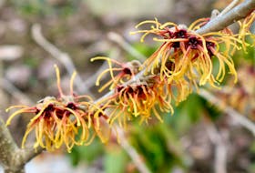 The flowers of witch hazel may look delicate, but this is a robust plant that adds welcome colour and fragrance just as winter comes to a close. 