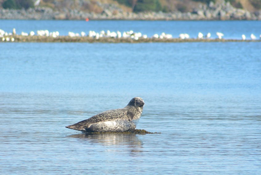 FFAW-Unifor said the seal population is having a devastating effect on fish stocks.