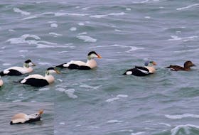 Eider watching at its best. The rare Pacific eider with the bright orange bill is flanked on the left by regular common eiders and on the right by a king eider. The inset in the lower left shows the black 'V' on the underside of the throat unique to the Pacific eider.