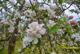 The apple blossoms in the Boates Family Farm orchard bloomed just in time for the annual Woodville Chicken Barbecue, an Apple Blossom Festival tradition, in 2019. - File