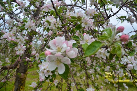 Plans are underway for the first Apple Blossom Festival since 2019 in Nova Scotia's Annapolis Valley
