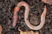 The common earthworm doesn't an excellent job of amending your soil.