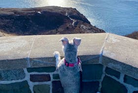 Being a dog-lover myself, I could not help but fawn over this photo. Heather Cornick sent this picture of her miniature schnauzer, Ellie May, enjoying the view from Signal Hill during her early morning walk in St. John's, N.L. It looks like paradise from up here. Thank you for sharing, Hannah and Ellie May.