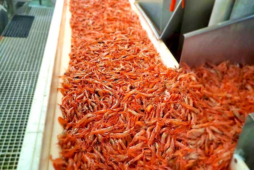 The shrimp fishery feeds assembly lines at several processing plants in Newfoundland and Labrador.
