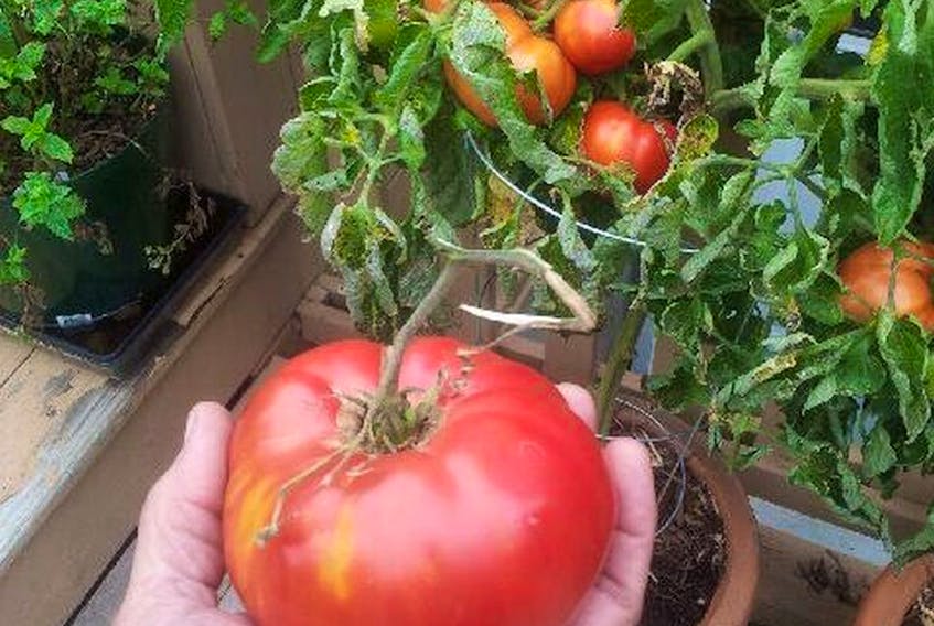 Brandywine tomatoes may not be the most attractive, but they are the tastiest.