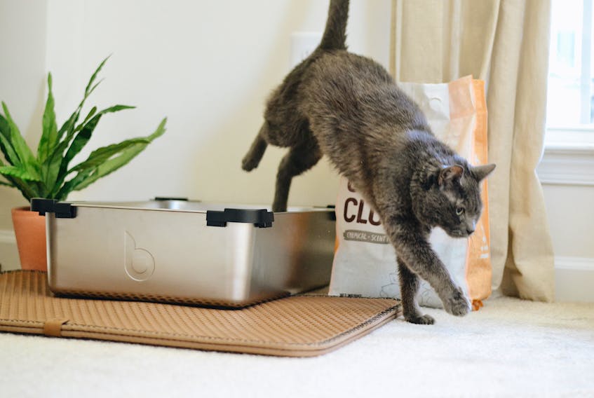 By using the right kind of litter and cleaning it out regularly, more options for litter box placement can be considered.  Litter Robot photo/Unsplash