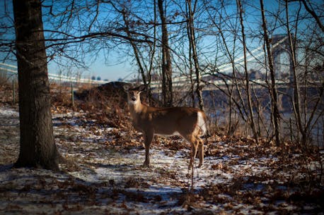 Discovery of Omicron in New York deer raises concern over possible new variants