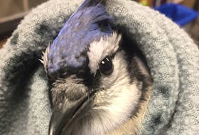 UPEI's Atlantic Veterinary College is pausing the treatment of wild birds following new guidelines issued by the Canadian Wildlife Service after a highly contagious type of bird flu has been detected in Atlantic Canada.