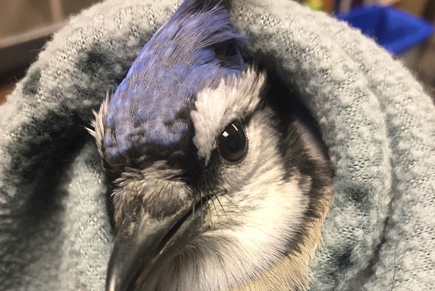UPEI's Atlantic Veterinary College is pausing the treatment of wild birds following new guidelines issued by the Canadian Wildlife Service after a highly contagious type of bird flu has been detected in Atlantic Canada.