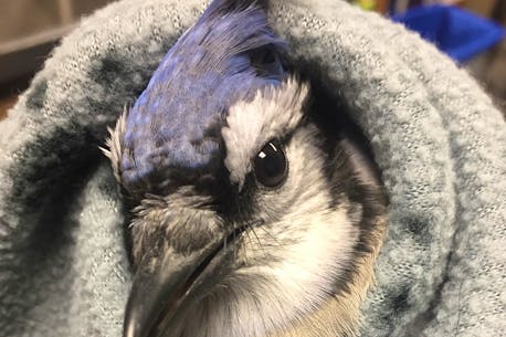 AVC wildlife service pauses treatment of wild birds after bird flu detection in Atlantic Canada