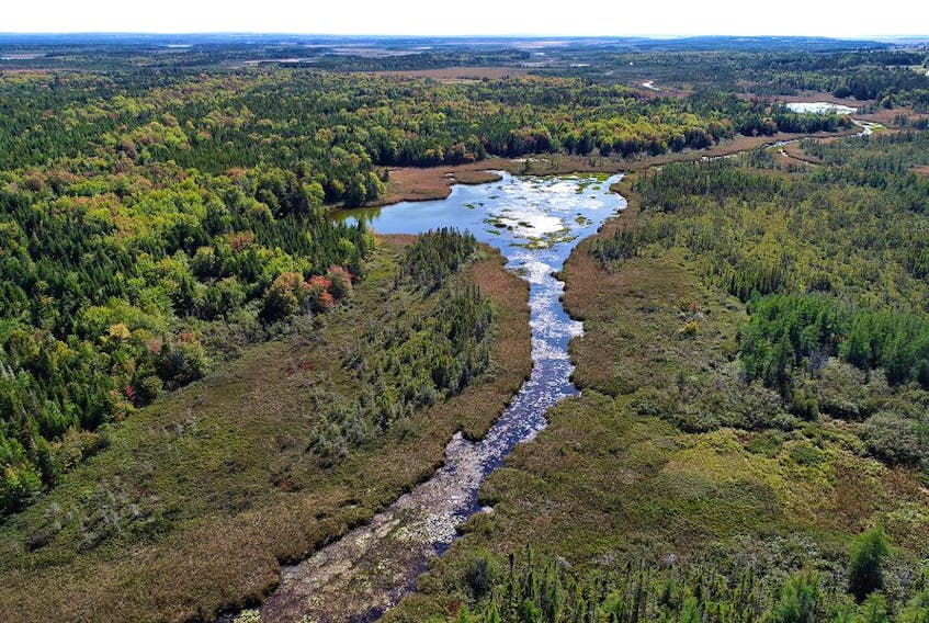 The donation of a 397-hectare parcel of forest, wetland and coastline along the Nova Scotia-New Brunswick border is helping to preserve a valuable wildlife habitat and corridor for endangered mainland moose in the Isthmus of Chignecto near Amherst. Mike Dembeck photo
