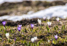 Crocuses will soon begin to bloom, even through the last of the remaining snow, as spring looms in the northern hemisphere. Manuel Boxler photo/Unsplash