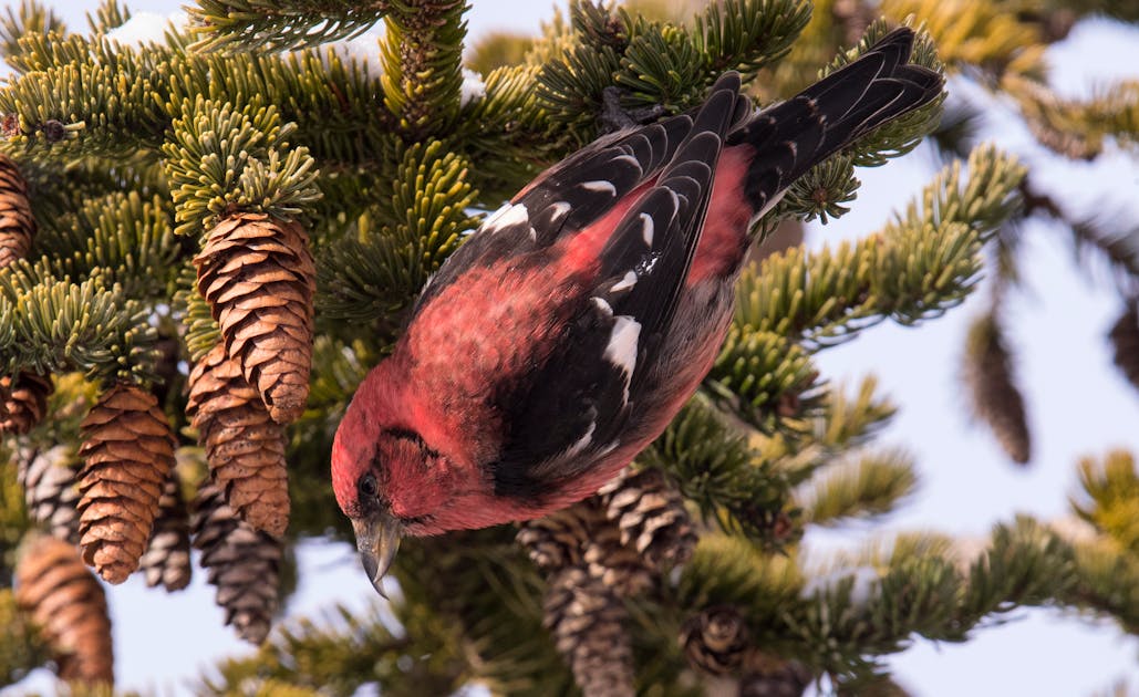 BRUCE MACTAVISH: Daring crossbills that chose to brave Newfoundland and Labrador winter hungry for spring now