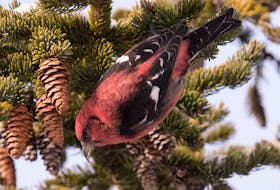 A male white-winged crossbill investigates the cones of a spruce tree for the last remaining seeds at the end of a long winter. Contributed photo