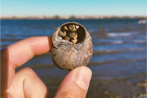 Researchers with the University of Alberta are studying the impacts of a Chinese mystery snail invasion at McGregor Lake Reservoir in southern Alberta. This species of snail is notoriously resilient, making containment the best option to limit spread.