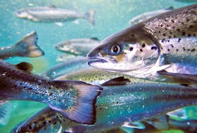 Genome Atlantic will manage a four-year $4.7 million salmon farming research project to improve commercial Atlantic salmon broodstock.