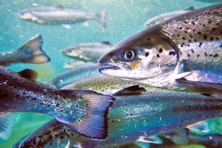 LETTER: Why does N.L. continue to allow open net pen salmon aquaculture?