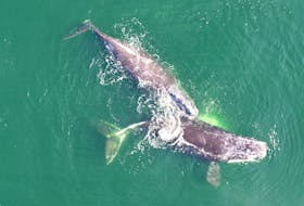 The federal government is implementing protection measures for North Atlantic right whales during the 2022 migration season.  