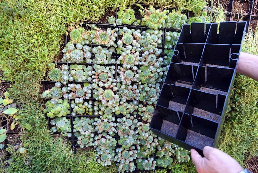 A vertical garden can be achieved with several approaches, plastic grids on a frame are just one option.