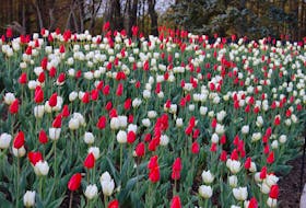 During the Year of the Garden in 2022, Canadians are invited to show their pride in the country by planting red flowers.