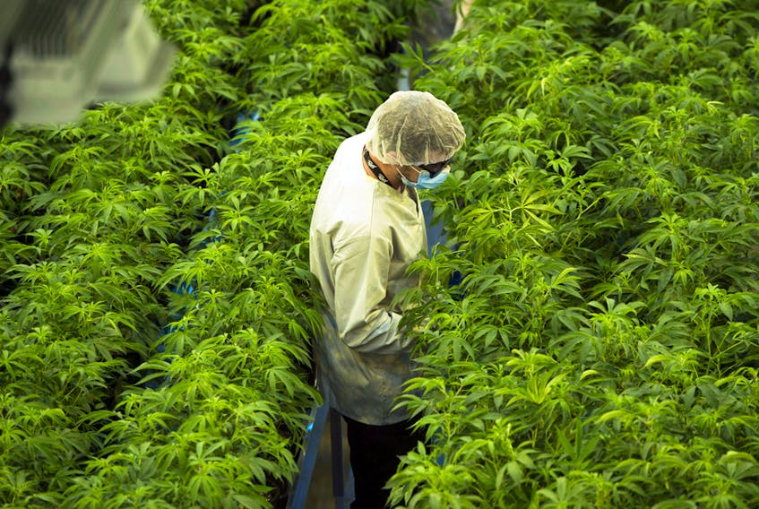 A worker at Canopy Growth's Tweed facility in Smiths Falls, Ontario.