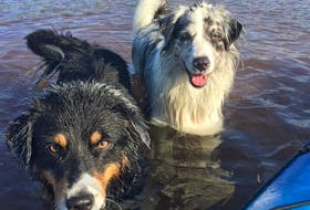 Dr. Karen L. Overall's dogs Hamilton and Annie enjoy some time in the water. Overall thinks sadness is the typical reaction pets have when their owners return to work, but suggests that if pet owners see any worrisome behaviours, to contact their vet.