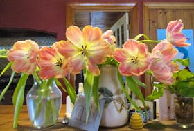 Vanco tulips, from P.E.I., provide the perfect pop of colour during these rainy and snowy days.