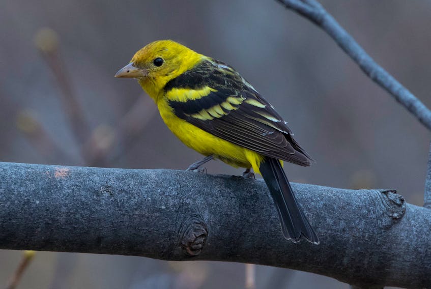 The appearance of a beautiful male western tanager in the east end of St. John's chased away the winter blues for many birdwatchers. Contributed photo