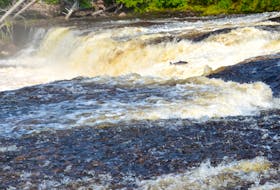 A salmon jumps Big Falls on the Humber River last summer. 