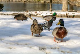 Ducks and pigeons are seen in Wentworth Park in Sydney on Saturday afternoon. The CBRM council voted to carry a motion for non-regulatory action against the feeding of wildlife in public parks in a special committee meeting on Friday morning. JESSICA SMITH/CAPE BRETON POST