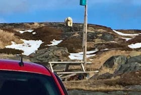Fogo Island RCMP is warning of a recent polar bear sighting in Tilting. Provincial wildlife officers are engaged, and residents are asked to stay away and report any sightings to police at 709-266-2251. Contributed