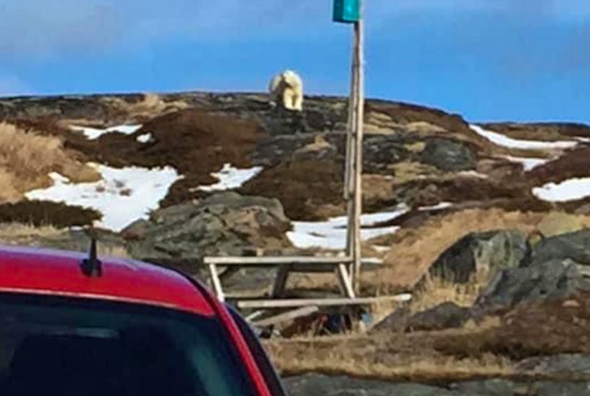 Fogo Island RCMP is warning of a recent polar bear sighting in Tilting. Provincial wildlife officers are engaged, and residents are asked to stay away and report any sightings to police at 709-266-2251. Contributed