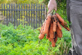 Farmer holding carrot bunch on garden background